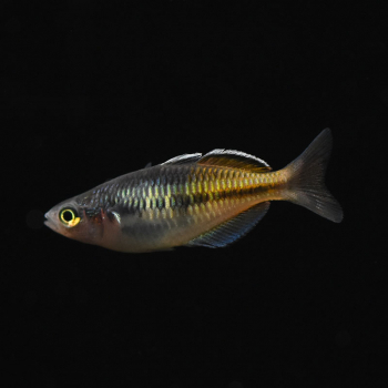 Boesemans Regenbogenfisch, Melanotaenia boesemani